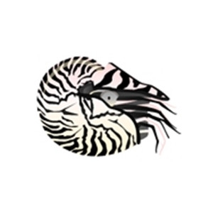 Zebra Nautilus